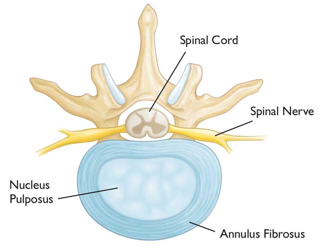 Cross-sectional view of healthy intervertebral disc 